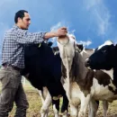 В Томской области определили лучшего оператора по искусственному осеменению коров